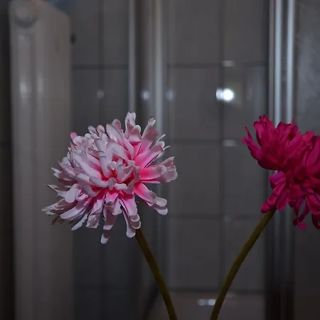 Konukevi Haus Dachstein Schnitzer